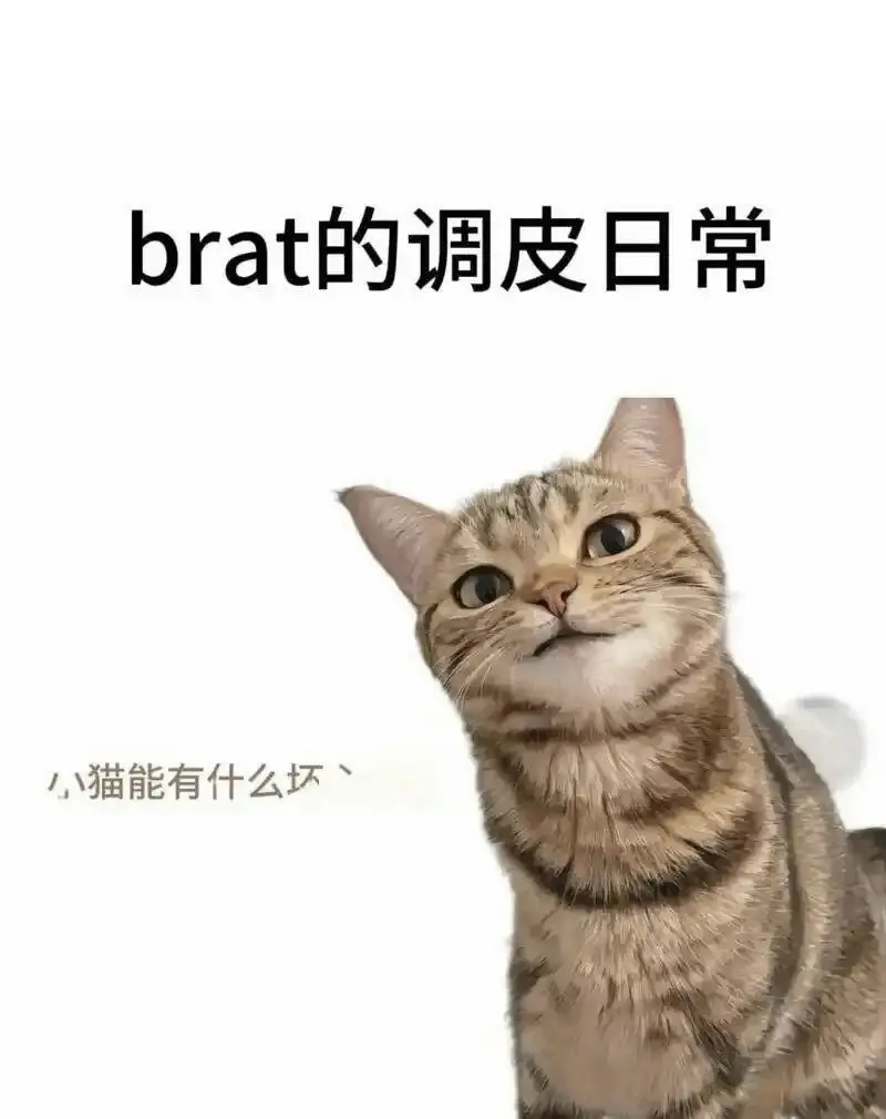 西檬之家-k8猫系属性解析：字母圈中的独特存在